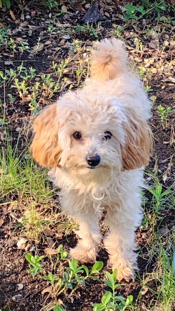 young apricot colored poodle looking at camera