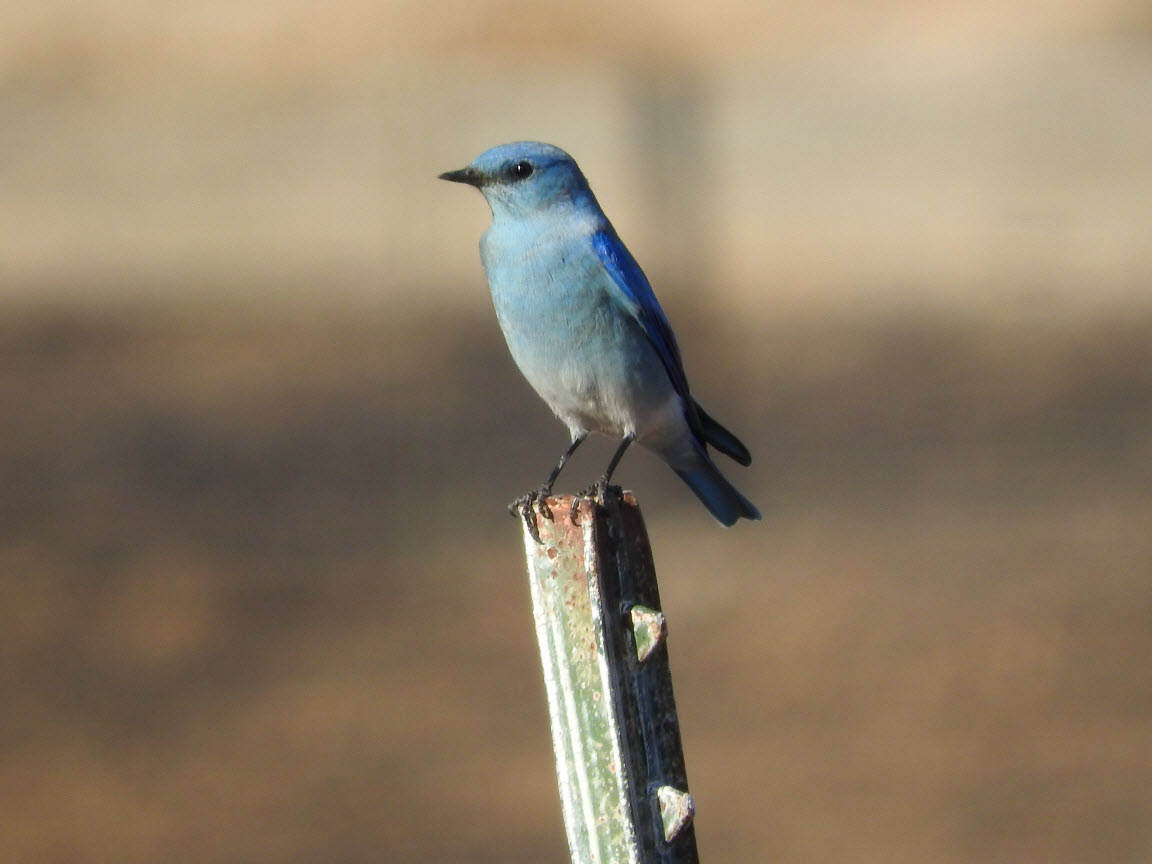 mountain bluebird sitting on metal T style fence post