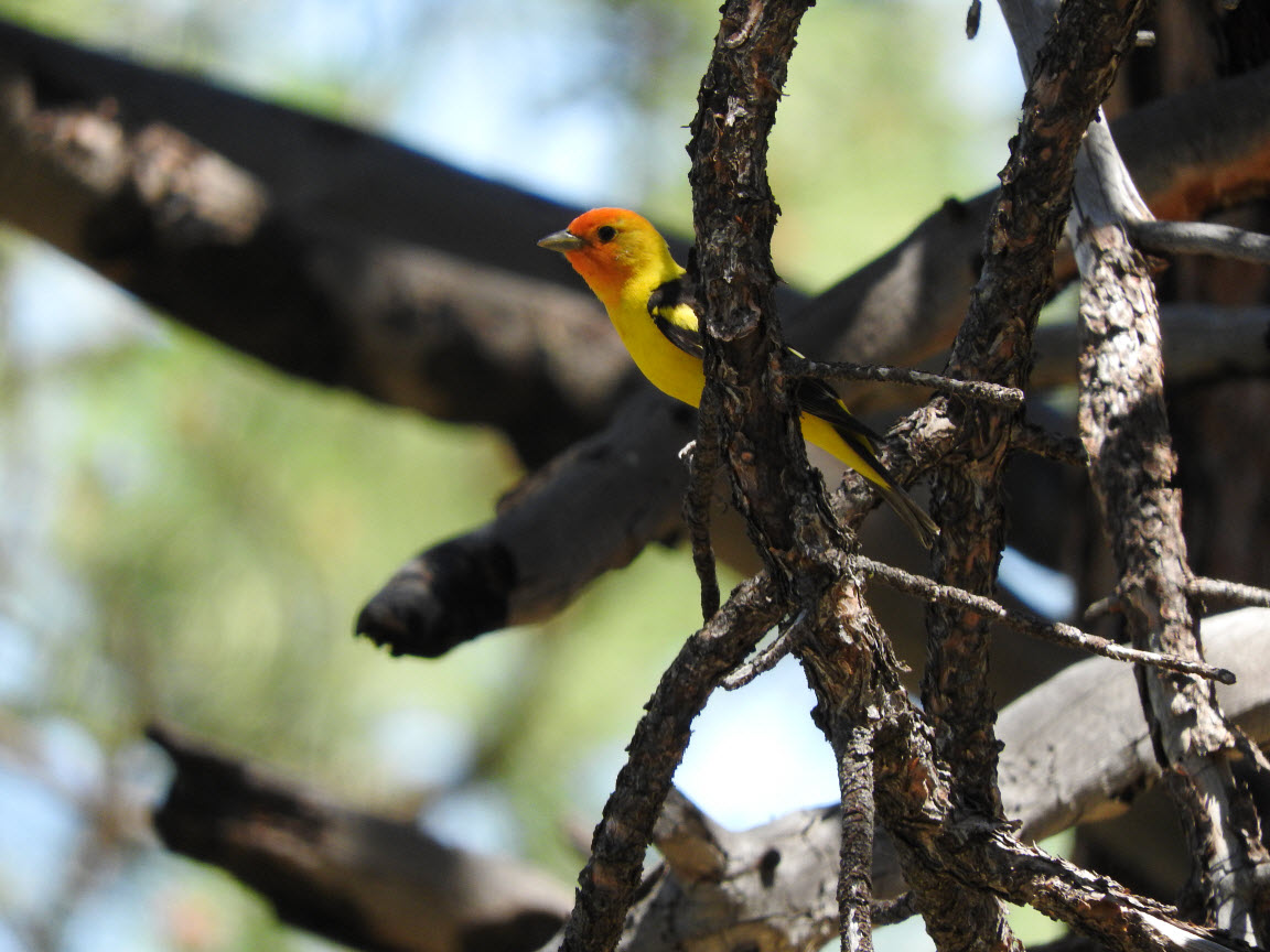 western tanager bird perched in branches looking to the left