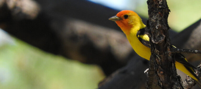 close up of western tanager bird perched in branches looking left