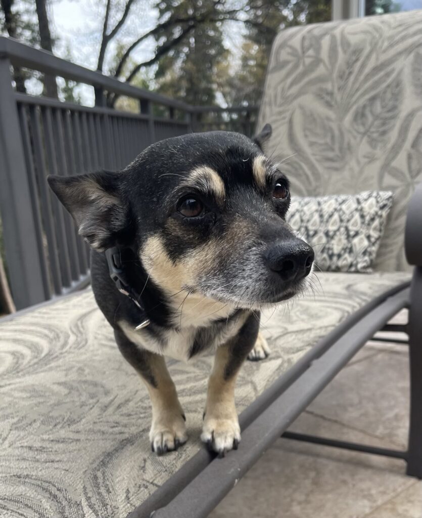 Boots dog looking at camera sideways